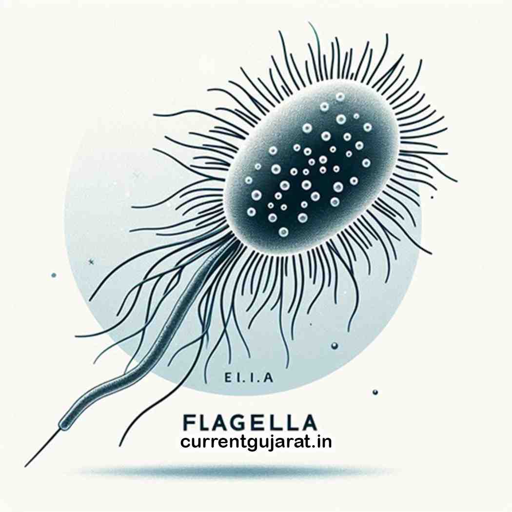Flagella I Classification of Bacteria Based on Number of Flagella Flagella I Classification of Bacteria Based on Number of Flagella